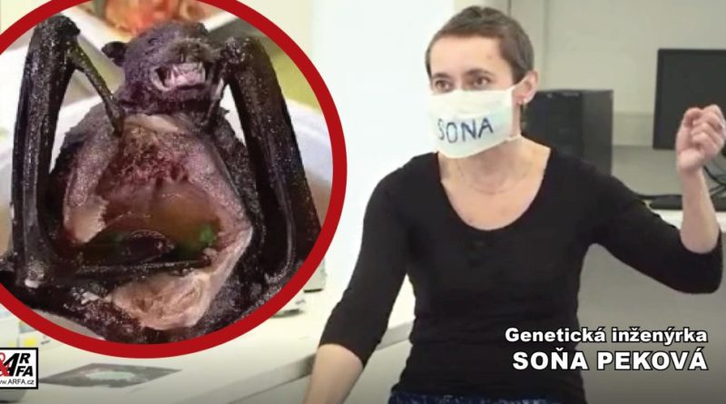 koronavirus Peková