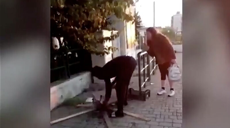 migrant a kočka