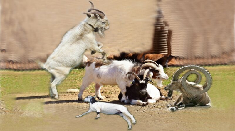 Goats mix