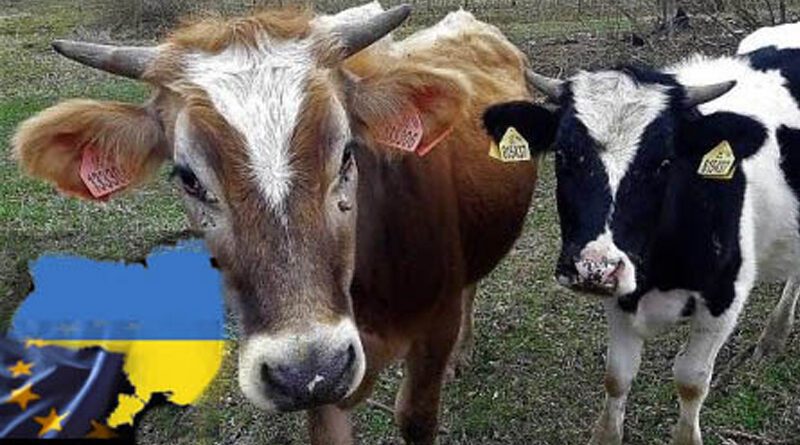 UA Kulhavý