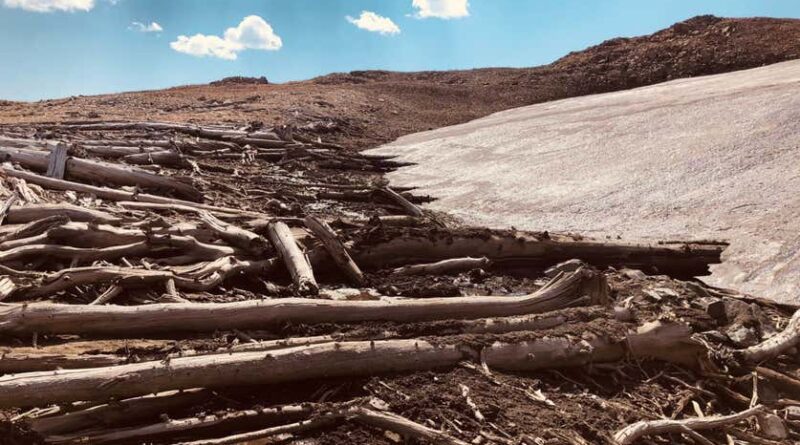 Rocky Mountains 5900 yo forest