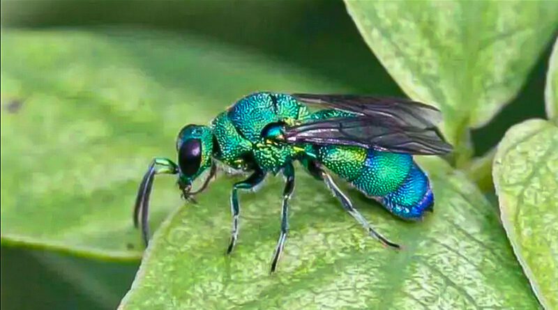 cuckoo wasps