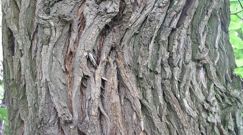Ulmus glabra5